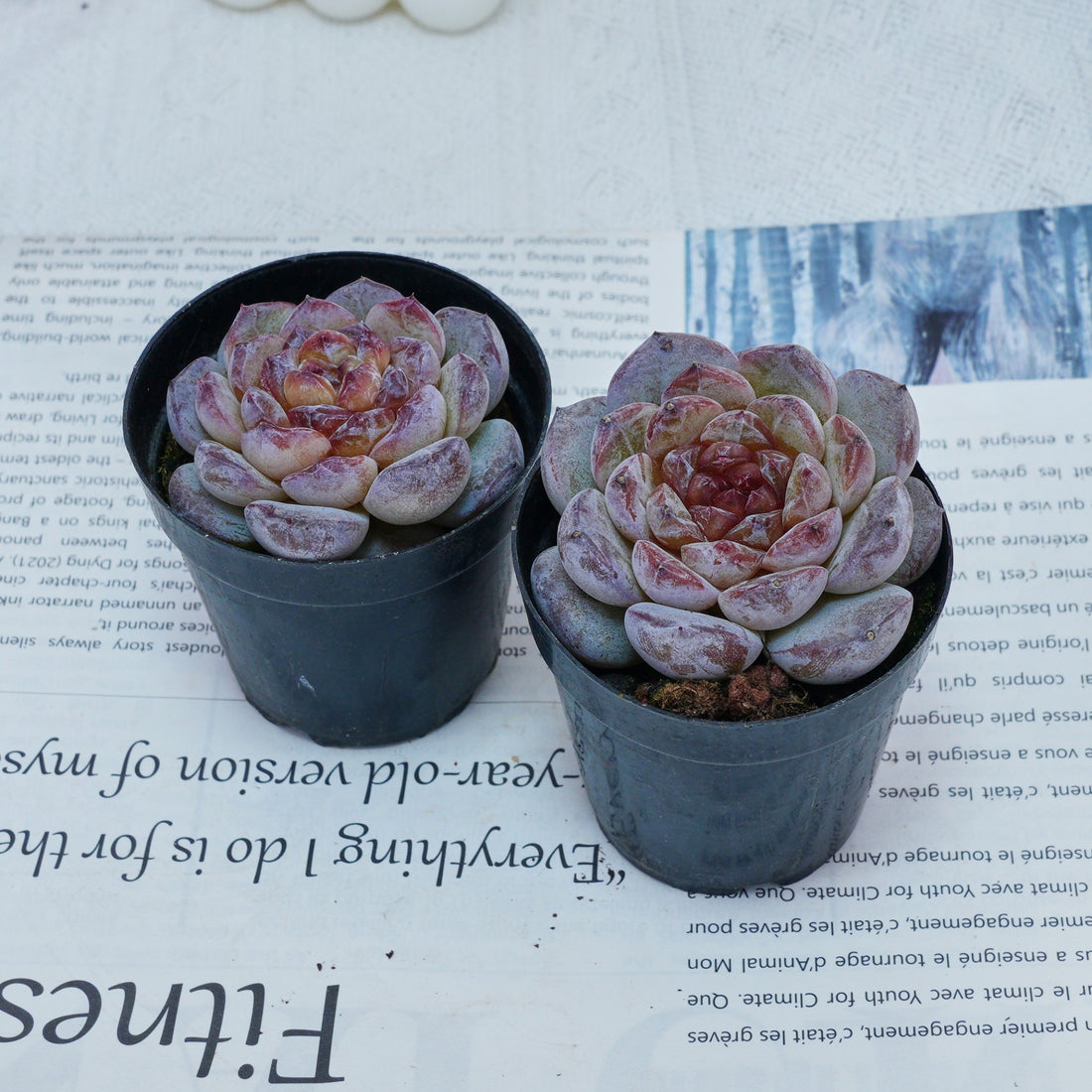 2.5'' Echeveria Ice Soul, Rare Live Succulent Plants