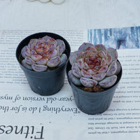 2.5'' Echeveria Ice Soul, Rare Live Succulent Plants