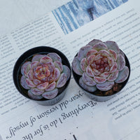 2.5'' Echeveria Ice Soul, Rare Live Succulent Plants