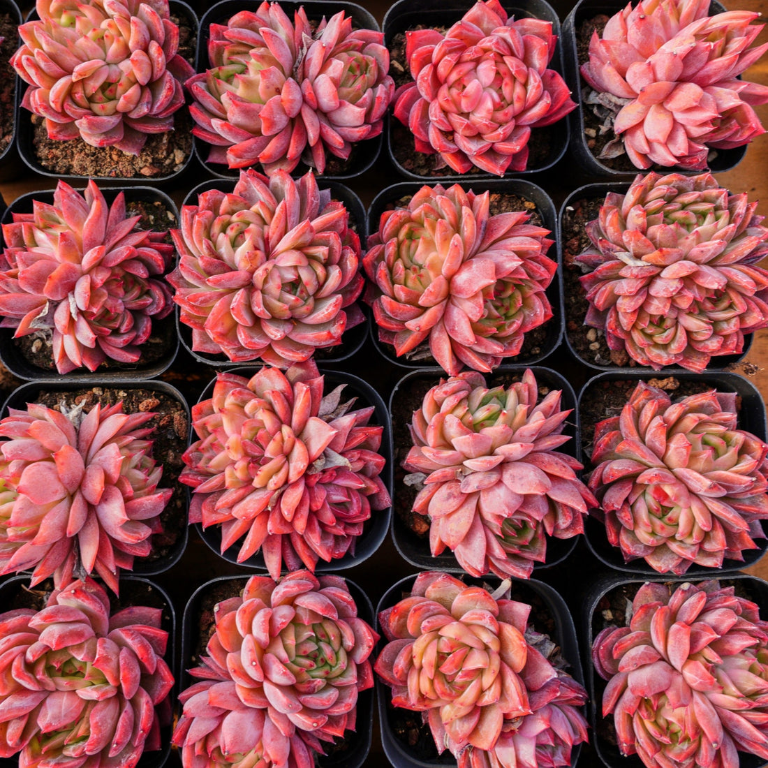 2.5'' Echeveria Flower Brother, Rare Live Succulent Plants