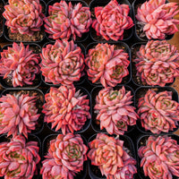 2.5'' Echeveria Flower Brother, Rare Live Succulent Plants