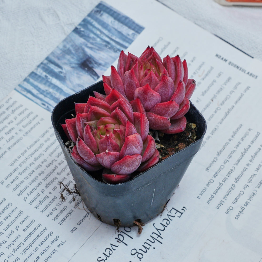 2.5'' Echeveria Flower Brother, Rare Live Succulent Plants