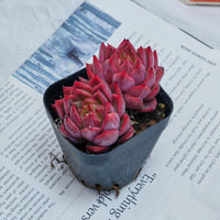 2.5'' Echeveria Flower Brother, Rare Live Succulent Plants