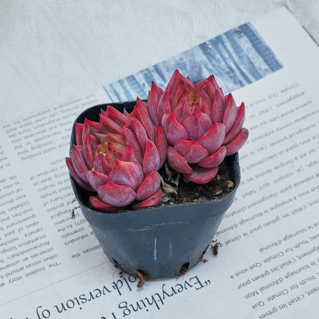 2.5'' Echeveria Flower Brother, Rare Live Succulent Plants