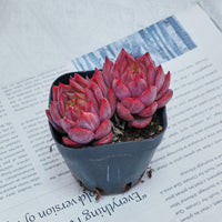 2.5'' Echeveria Flower Brother, Rare Live Succulent Plants