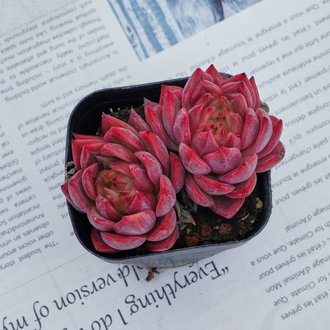 2.5'' Echeveria Flower Brother, Rare Live Succulent Plants
