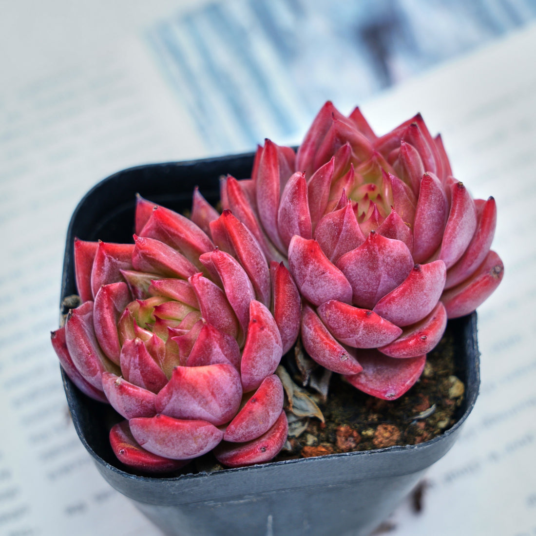 2.5'' Echeveria Flower Brother, Rare Live Succulent Plants