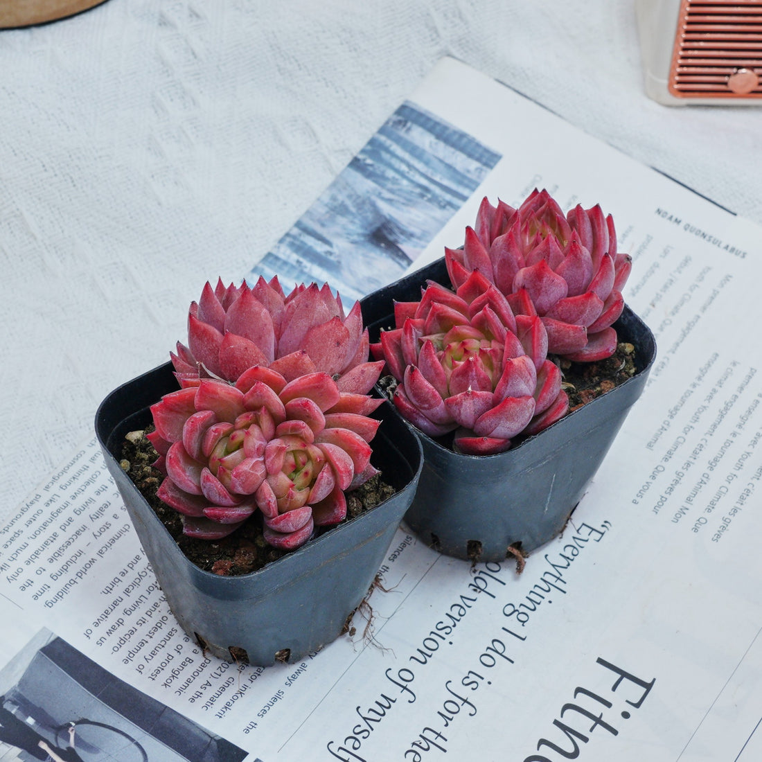 2.5'' Echeveria Flower Brother, Rare Live Succulent Plants