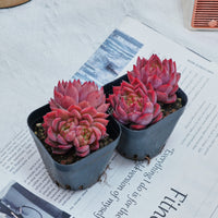 2.5'' Echeveria Flower Brother, Rare Live Succulent Plants