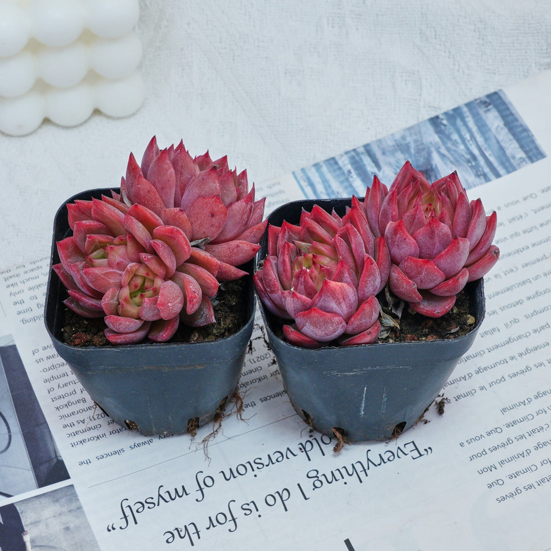 2.5'' Echeveria Flower Brother, Rare Live Succulent Plants