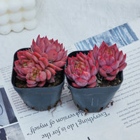 2.5'' Echeveria Flower Brother, Rare Live Succulent Plants
