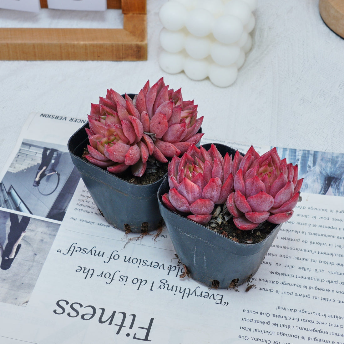 2.5'' Echeveria Flower Brother, Rare Live Succulent Plants