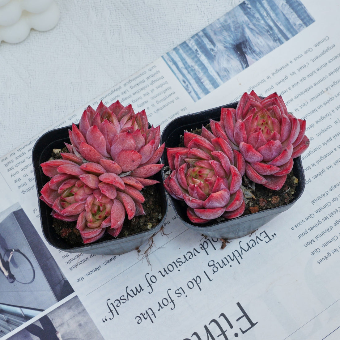 2.5'' Echeveria Flower Brother, Rare Live Succulent Plants
