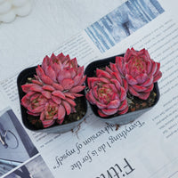 2.5'' Echeveria Flower Brother, Rare Live Succulent Plants