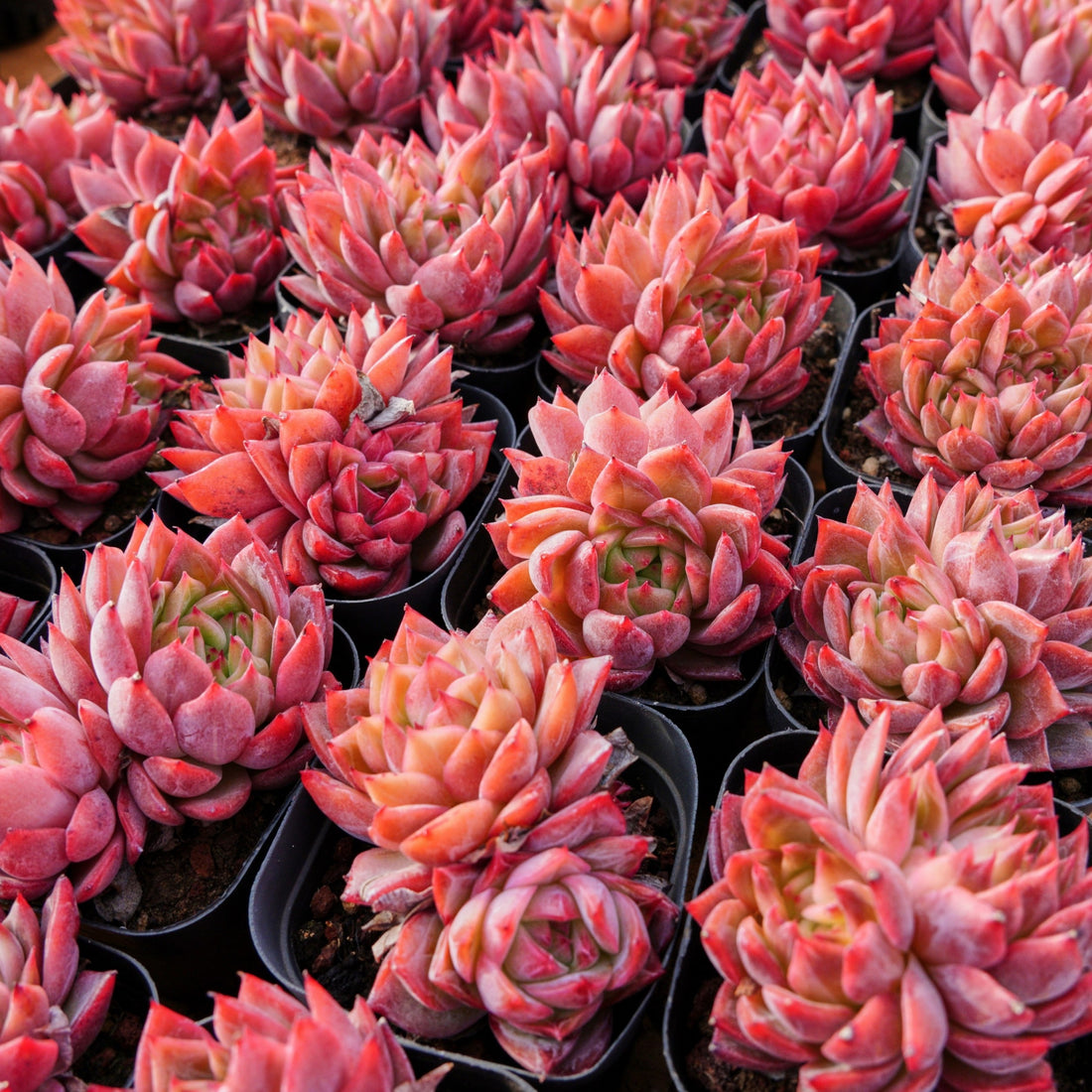 2.5'' Echeveria Flower Brother, Rare Live Succulent Plants