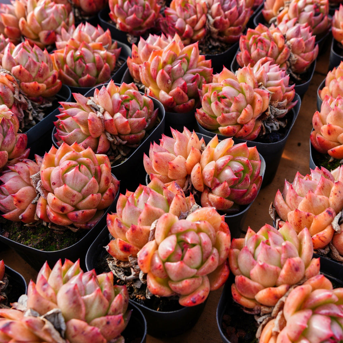 2.5'' Echeveria Flower Brother, Rare Live Succulent Plants