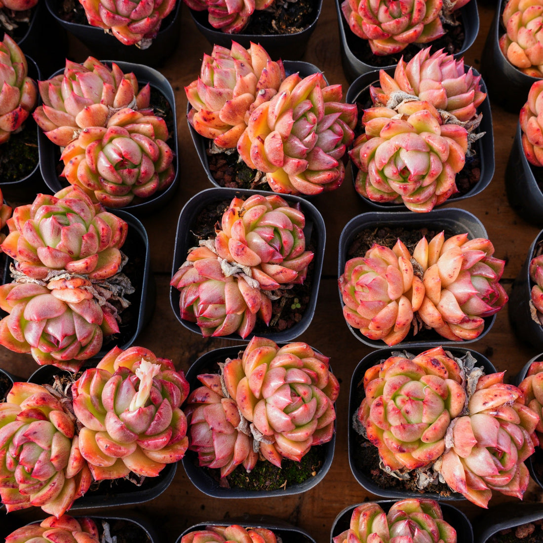2.5'' Echeveria Flower Brother, Rare Live Succulent Plants