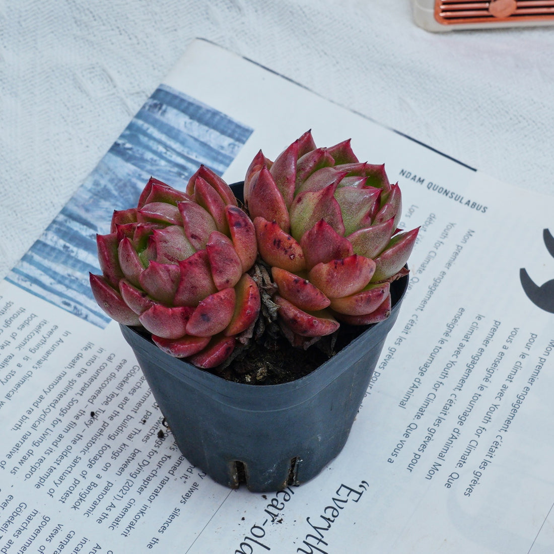2.5'' Echeveria Flower Brother, Rare Live Succulent Plants