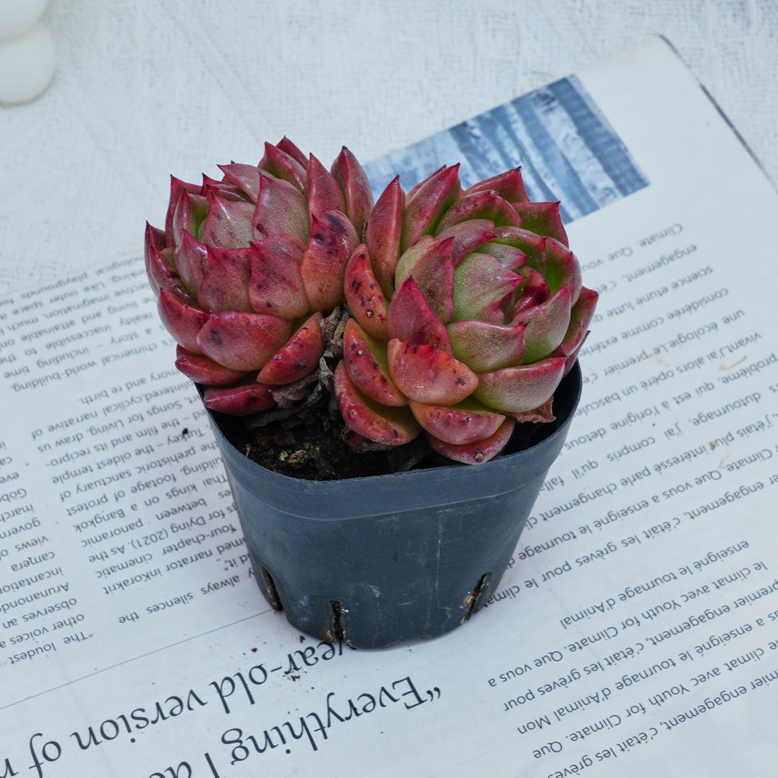 2.5'' Echeveria Flower Brother, Rare Live Succulent Plants