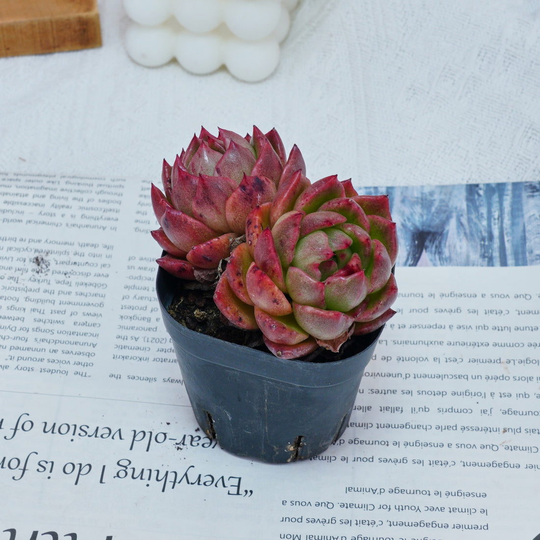 2.5'' Echeveria Flower Brother, Rare Live Succulent Plants