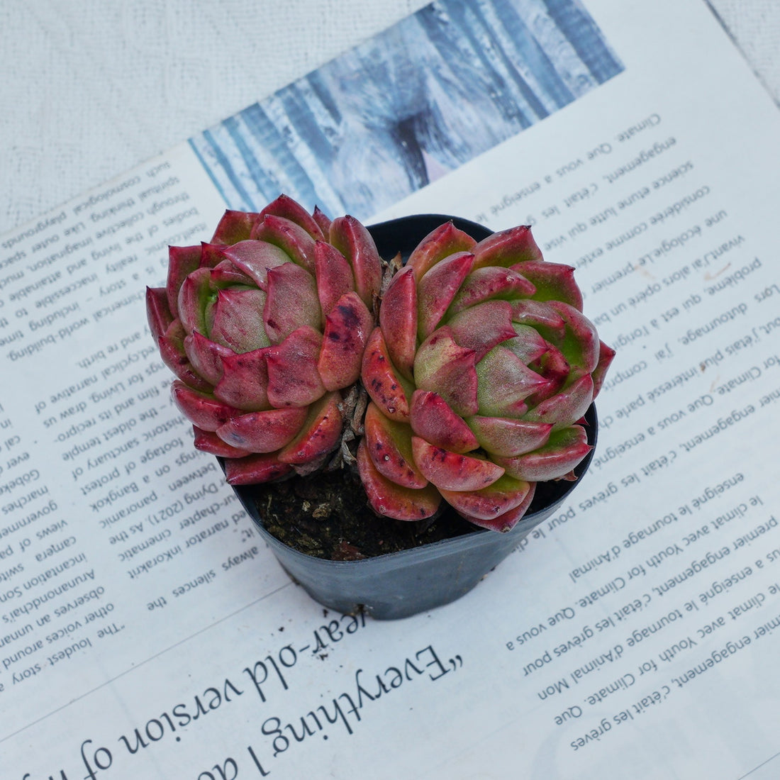 2.5'' Echeveria Flower Brother, Rare Live Succulent Plants