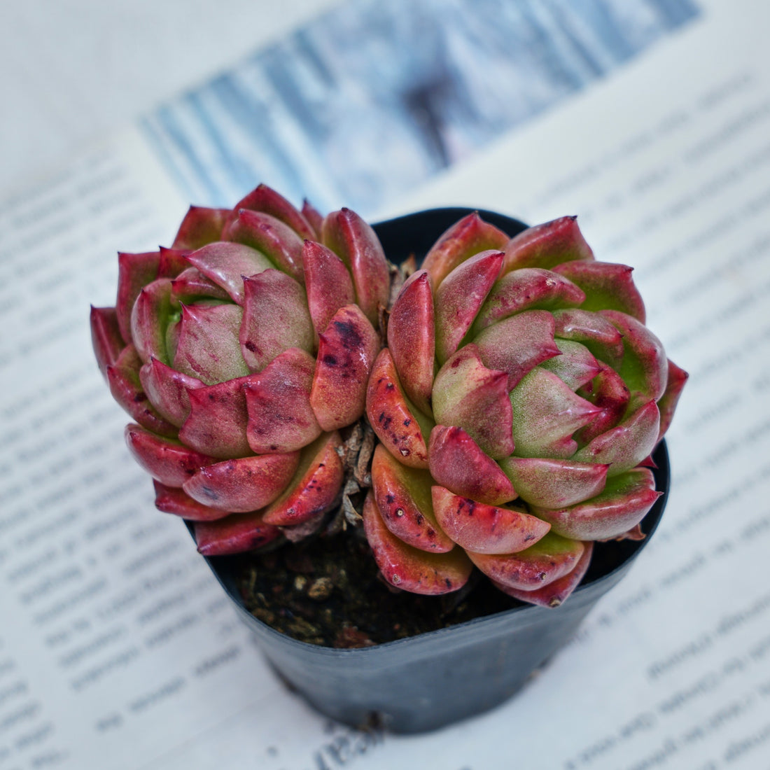2.5'' Echeveria Flower Brother, Rare Live Succulent Plants