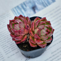 2.5'' Echeveria Flower Brother, Rare Live Succulent Plants
