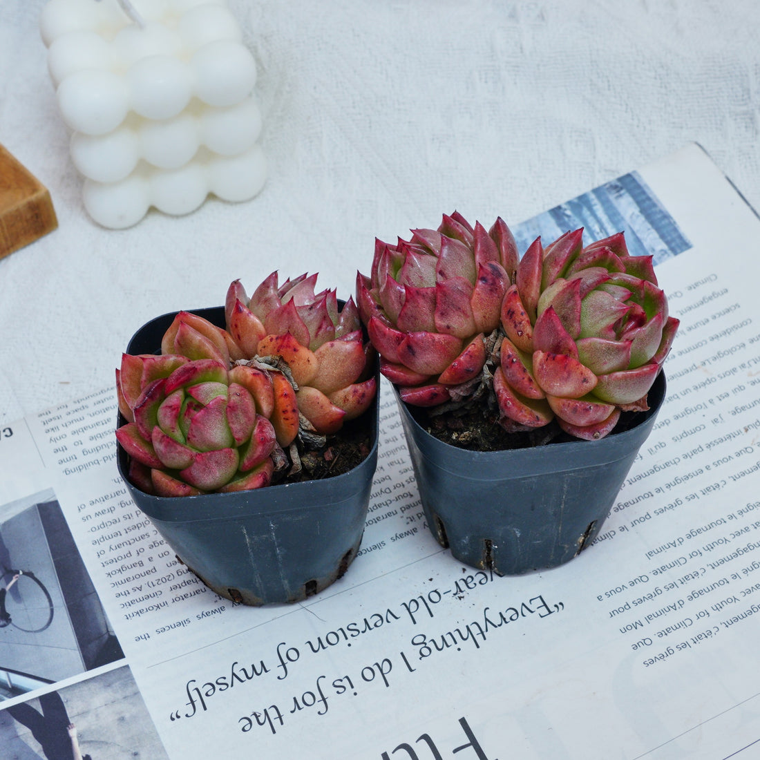 2.5'' Echeveria Flower Brother, Rare Live Succulent Plants