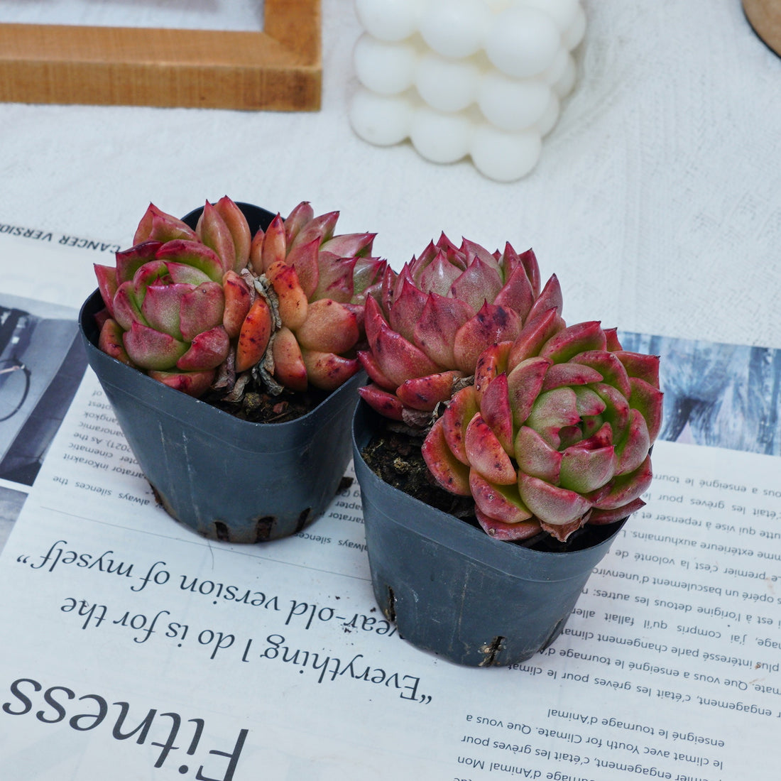 2.5'' Echeveria Flower Brother, Rare Live Succulent Plants