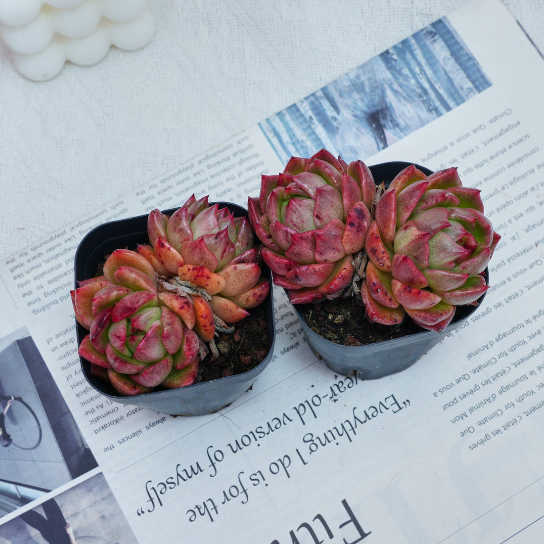 2.5'' Echeveria Flower Brother, Rare Live Succulent Plants