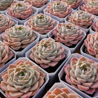 3'' Echeveria Elegans White Rose, Rare Live Succulent Plants