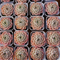 3'' Echeveria Elegans White Rose, Rare Live Succulent Plants