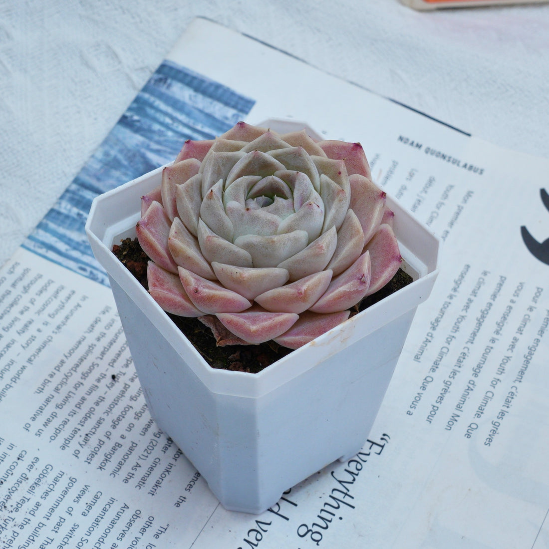 3'' Echeveria Elegans White Rose, Rare Live Succulent Plants