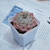 3'' Echeveria Elegans White Rose, Rare Live Succulent Plants