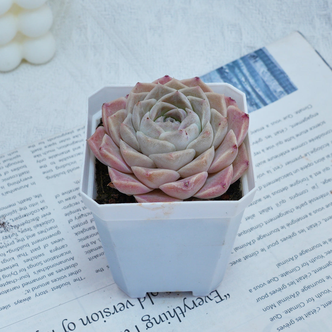 3'' Echeveria Elegans White Rose, Rare Live Succulent Plants