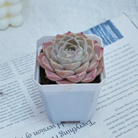 3'' Echeveria Elegans White Rose, Rare Live Succulent Plants
