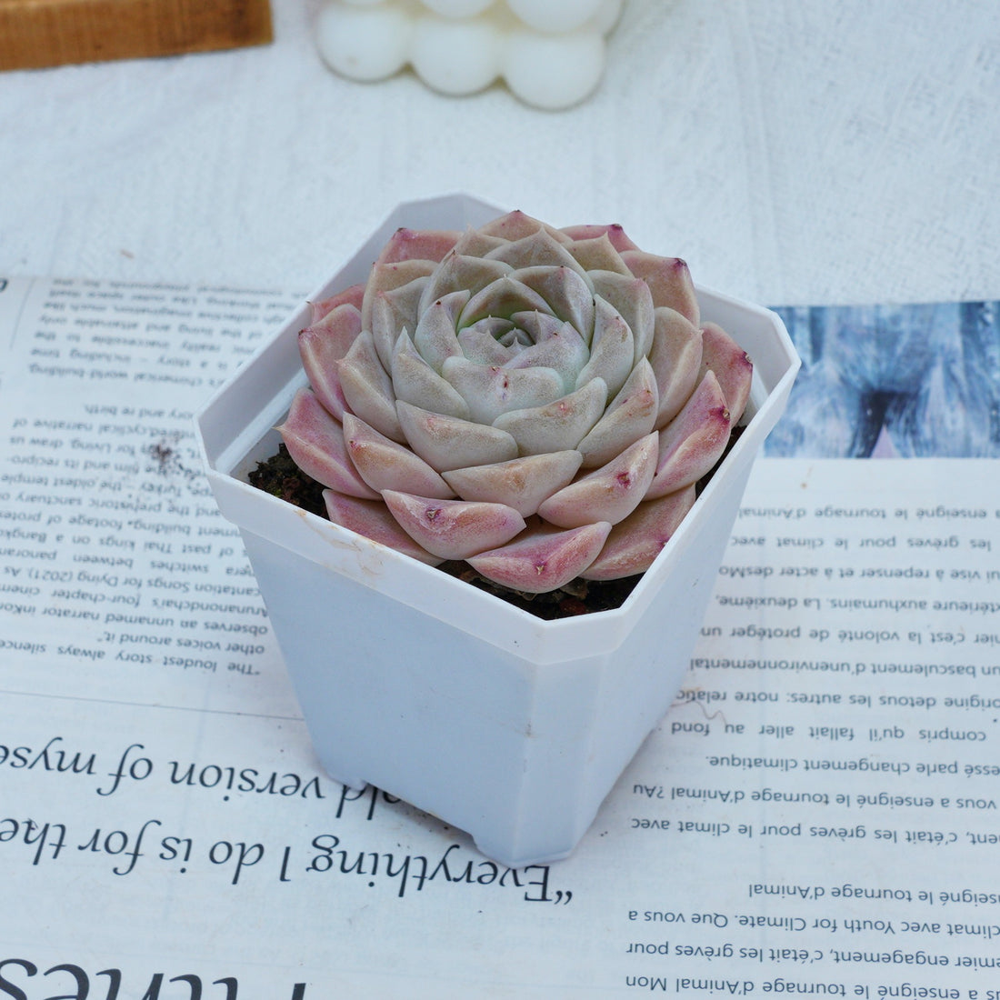 3'' Echeveria Elegans White Rose, Rare Live Succulent Plants