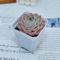 3'' Echeveria Elegans White Rose, Rare Live Succulent Plants