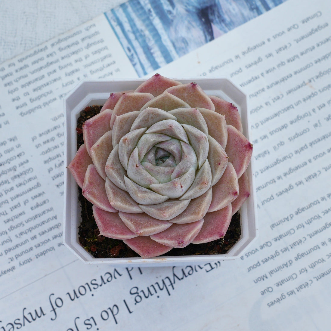 3'' Echeveria Elegans White Rose, Rare Live Succulent Plants