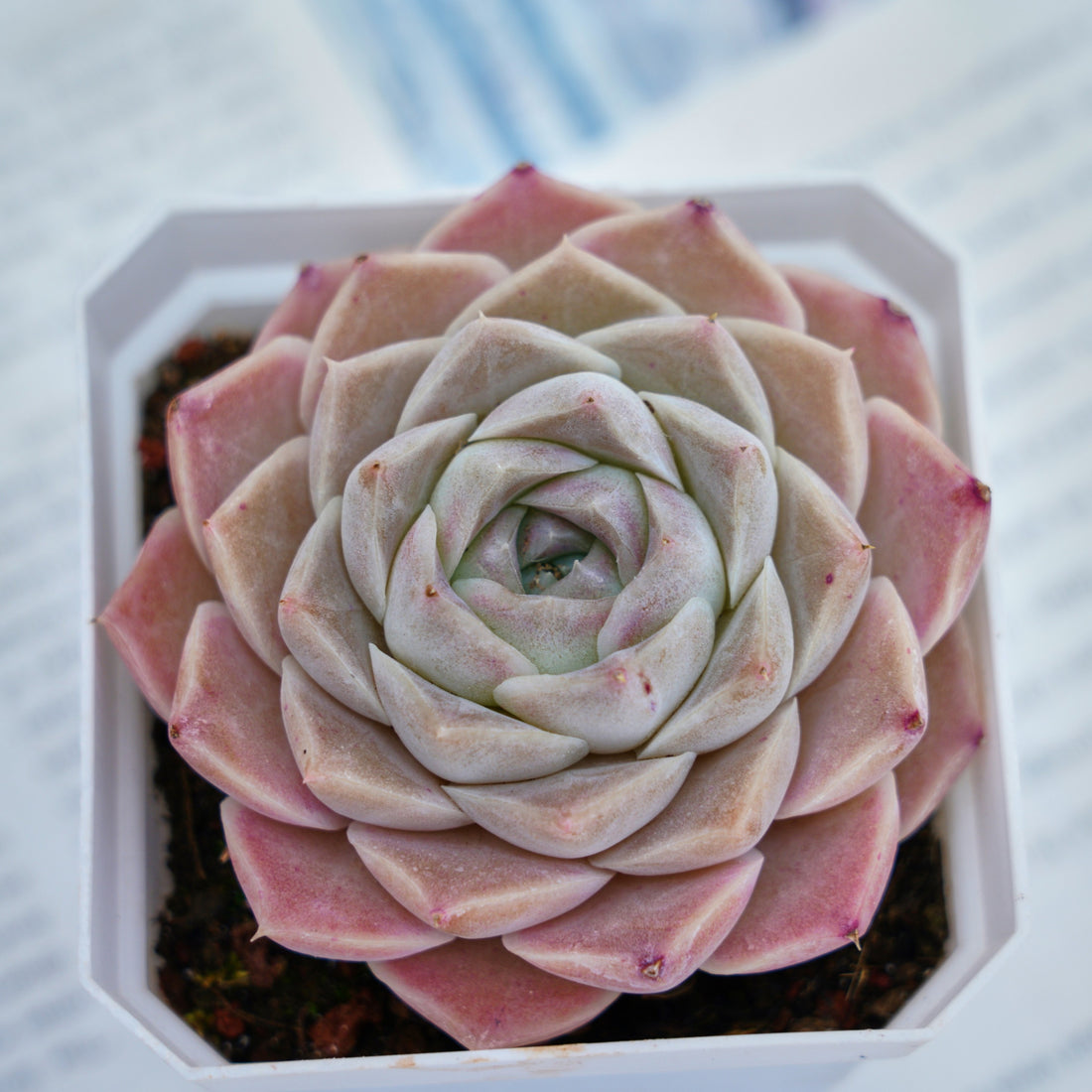 3'' Echeveria Elegans White Rose, Rare Live Succulent Plants