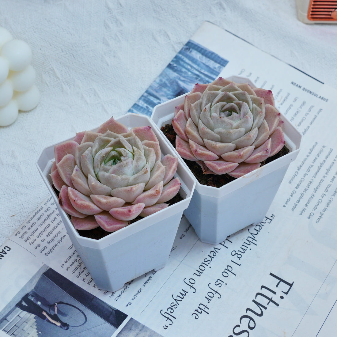 3'' Echeveria Elegans White Rose, Rare Live Succulent Plants