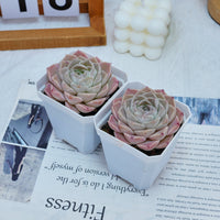 3'' Echeveria Elegans White Rose, Rare Live Succulent Plants