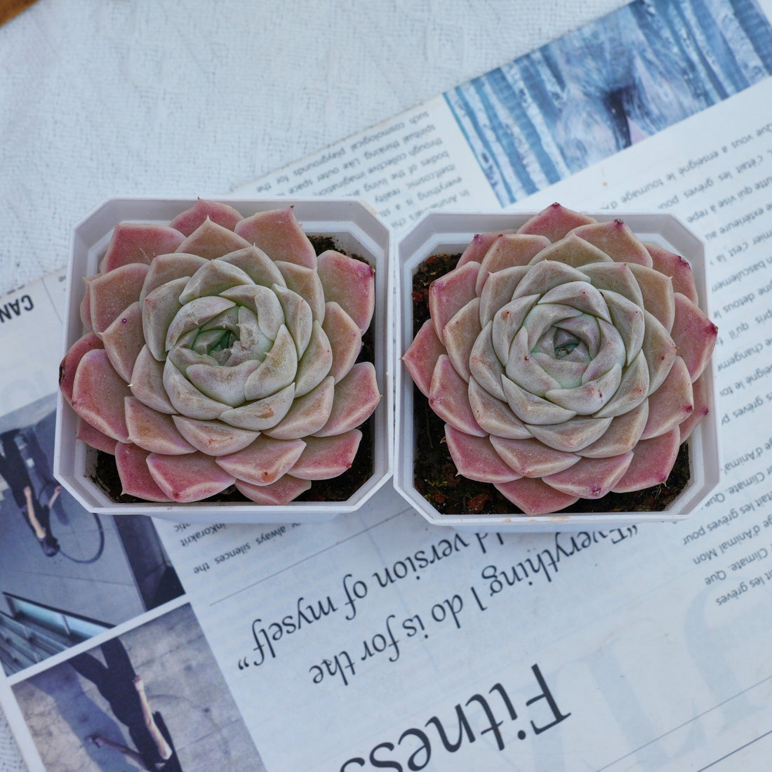 3'' Echeveria Elegans White Rose, Rare Live Succulent Plants
