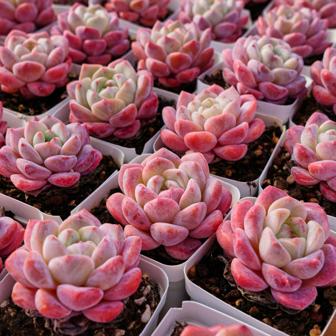 3'' Echeveria Diana, Rare Live Succulent Plants