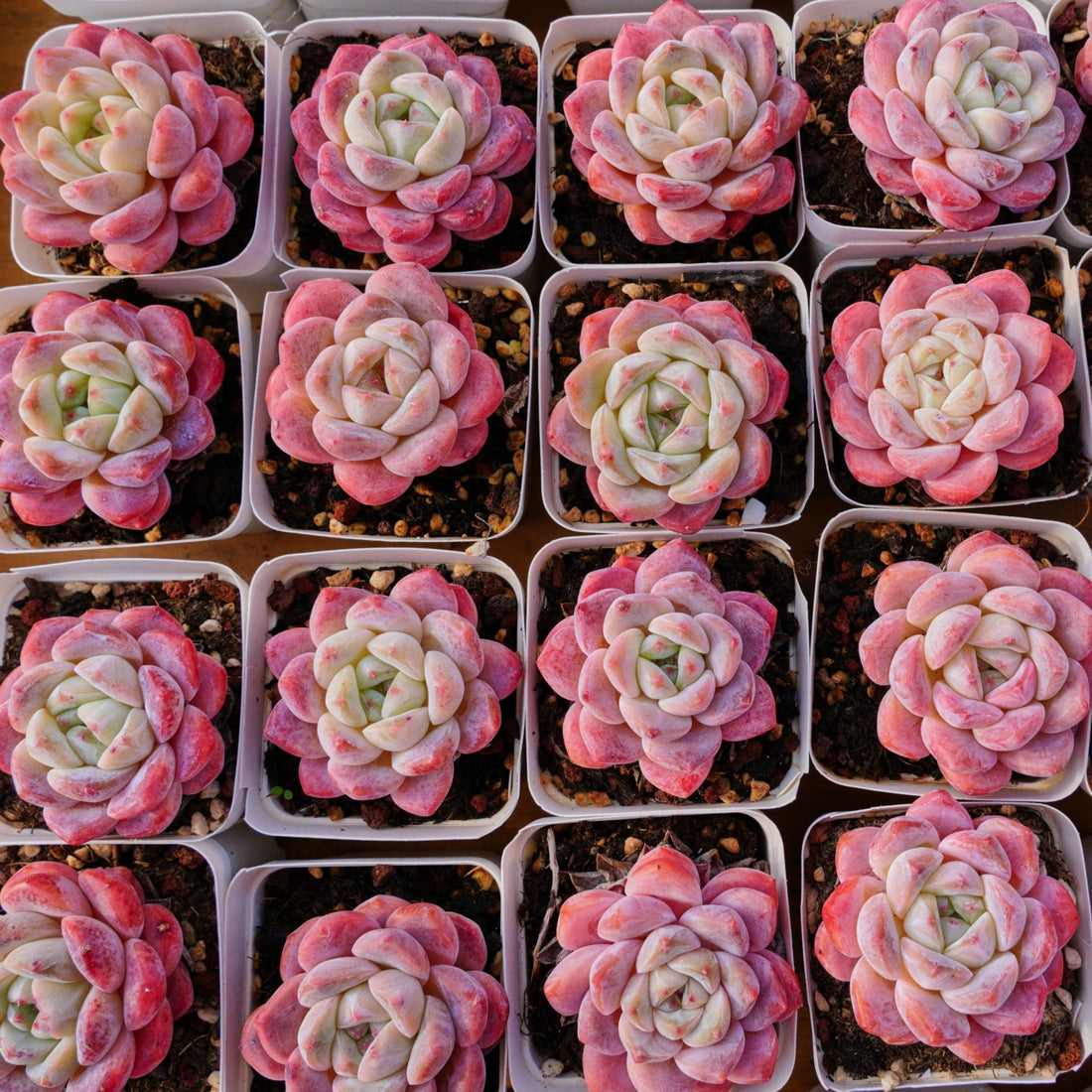 3'' Echeveria Diana, Rare Live Succulent Plants