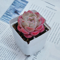 3'' Echeveria Diana, Rare Live Succulent Plants