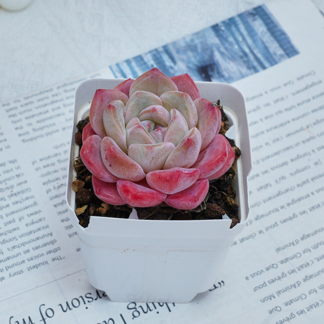 3'' Echeveria Diana, Rare Live Succulent Plants