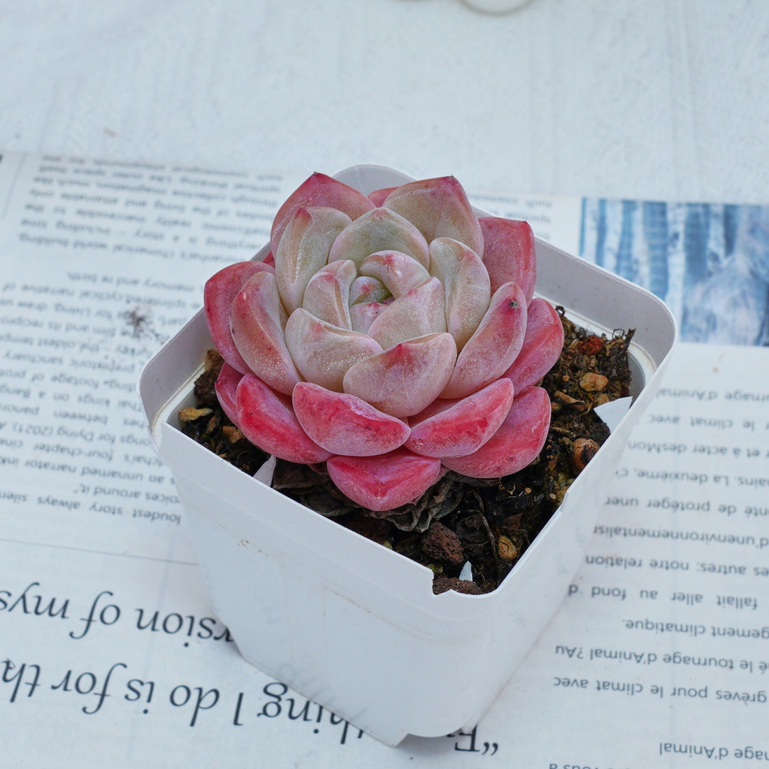 3'' Echeveria Diana, Rare Live Succulent Plants