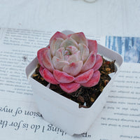 3'' Echeveria Diana, Rare Live Succulent Plants