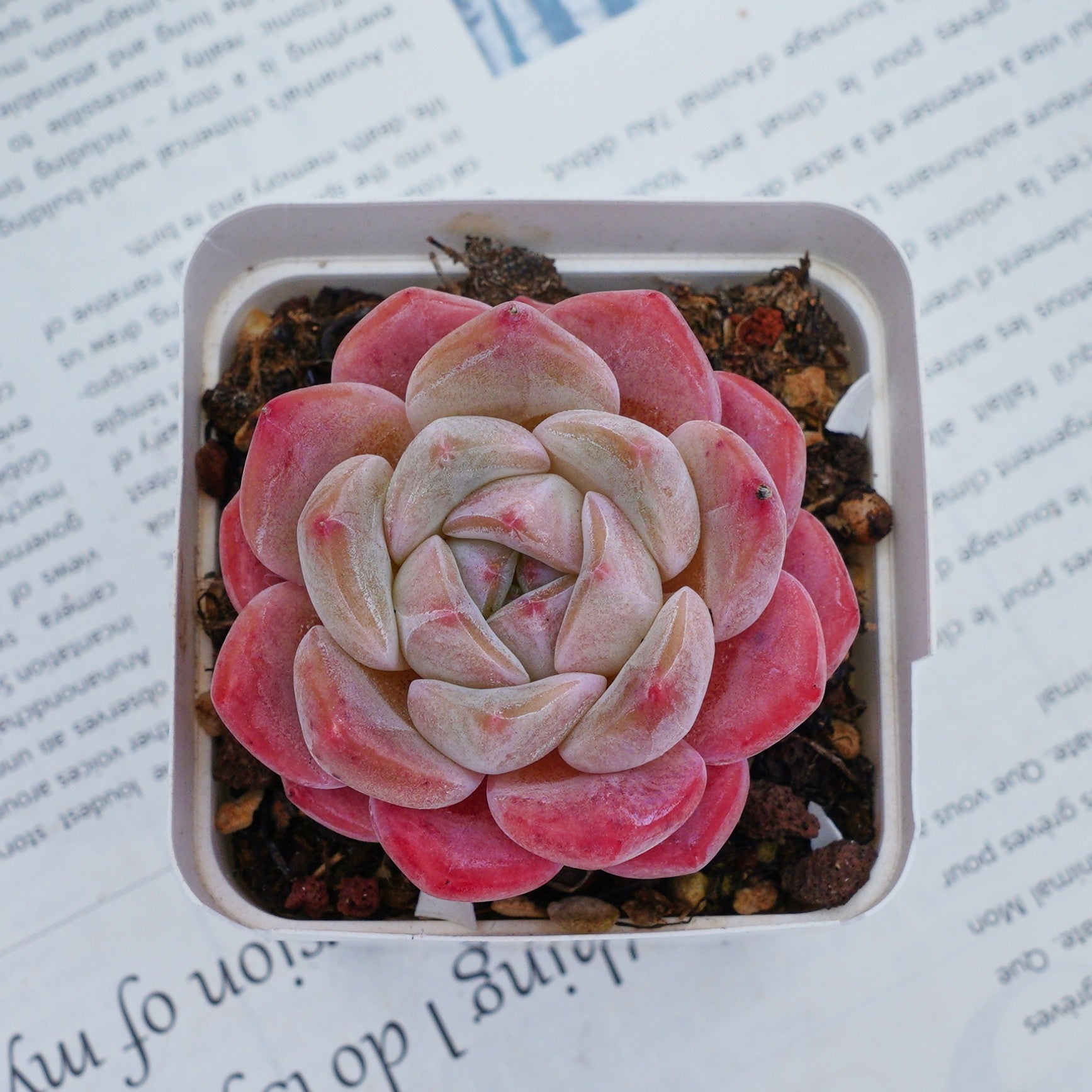 succulent d 3'' Echeveria Diana, Rare Live Succulent Plants – cocosucculent
